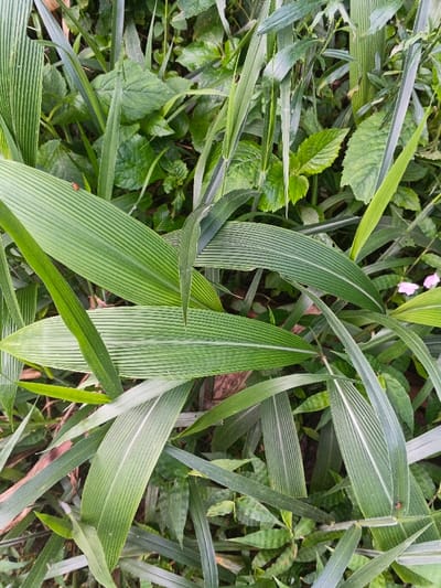An eye-level shot showcases a dense cluster of vibrant green plants, dominated by long, broad, ribbed leaves. Various green hues are visible, suggesting diverse plant species. A small red insect rests on one of the larger leaves. A scattering of tiny pink flowers adds a touch of color. The overall composition creates a sense of lush, untamed vegetation.