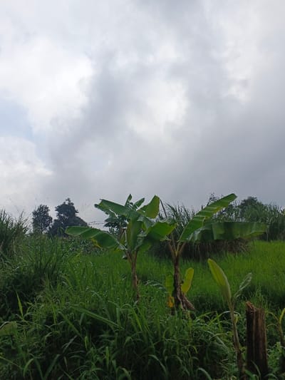 The image captures a lush, green landscape under a heavily overcast sky in Nipa, Papua New Guinea. The scene is dominated by dense, tall green grass filling the foreground and midground. Several banana plants are prominent features; two larger ones with broad, vibrant green leaves stand in the midground, and a smaller banana shoot is visible towards the lower right. The leaves of the banana plants appear slightly wet, suggesting recent rain or high humidity. To the right of the small banana plant, a weathered, dark wooden post stands upright. In the background, beyond the immediate field of grass, darker green trees are visible, hinting at a forested or more densely vegetated area. The sky is blanketed with thick, grey and white clouds, indicating a cloudy day with soft, diffused light. There is no human or animal activity visible, presenting a serene and natural rural setting. No text is visible in the image.
