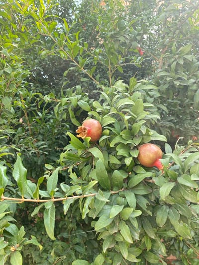 The image displays a close-up view of a pomegranate tree branch laden with fruit and foliage. Two ripe pomegranates are visible, one on the left and another slightly to the right and lower. The fruits are reddish-pink with the characteristic crown-like calyx. The leaves are deep green, some showing signs of slight damage or weathering. The background is a dense tapestry of more green leaves, suggesting the tree is full and healthy. The lighting indicates it is daytime, with dappled sunlight filtering through the leaves. The image was captured in Babayurt, Russia, a region known for its agricultural potential, including fruit cultivation.