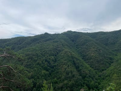 The image depicts a panoramic view of a densely forested mountain range under a cloudy sky. The foreground features a bare, gnarled tree branch extending from the left side of the frame, providing a stark contrast to the lush green foliage that covers the slopes of the mountains. The trees are a mix of various shades of green, indicating a variety of species and possibly different stages of growth. The terrain is uneven, with visible valleys and ridges formed by the natural contours of the land. Scattered houses or structures, barely visible amongst the trees, can be seen on the distant mountaintops, suggesting human habitation in this natural landscape. The overall impression is one of a vast, untamed wilderness. This scenery is characteristic of the Stara Planina mountain range, specifically the region around Pechinska, Bulgaria, known for its extensive forests and rugged topography.