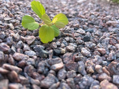 The image features a small, vibrant green plant with multiple leaves emerging from a bed of coarse, gravelly material. The gravel is composed of various shades of grey, brown, and pinkish rocks, creating a textured, natural ground cover. The plant is in sharp focus, showcasing its delicate veins and soft, rounded leaves, with one set of leaves just beginning to unfurl. The background, consisting of more gravel, is progressively blurred, suggesting a shallow depth of field and drawing attention to the new growth. The lighting appears to be natural daylight, possibly late afternoon or early morning given the softness of the shadows. The scene evokes a sense of resilience and new beginnings, with the small plant thriving amidst the rough terrain. The location is identified as Kaluga, Russia. There is no visible text in the image.