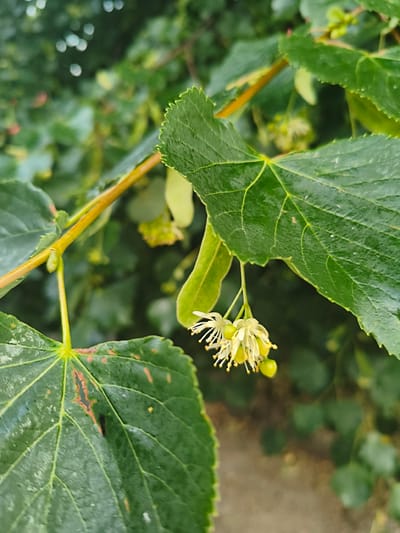 The image is a close-up photograph of a linden tree branch with leaves and small flowers. The leaves are large, green, and have serrated edges. Some of the leaves show signs of browning or damage. The flowers are small, delicate, and white with yellow centers. They are clustered together on thin stems. The background is filled with more green foliage, suggesting a natural or park-like setting. The lighting appears to be natural, overcast daylight, creating soft shadows. The image quality is good, with clear focus on the foreground elements. The photograph was taken in Tukums, Latvia. No people are visible in the image.