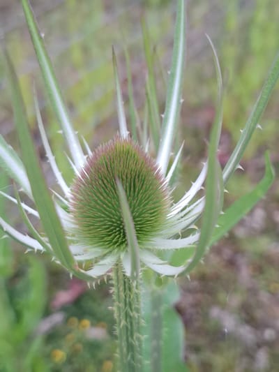 A close-up, eye-level, outdoor shot focuses on the spiky, green seed head of a teasel plant. The seed head is oval-shaped and covered in numerous small, sharp, pointed bracts. Surrounding the seed head are several long, narrow, green leaves, also edged with sharp spines. These leaves arch outwards and upwards, some appearing translucent with a white stripe down the center. The background is softly blurred, showing a mixture of green foliage and muted brown earth tones, suggesting a natural, uncultivated environment. There are no people, animals, or man-made structures visible in the frame. The image was taken in Scorton, United Kingdom.