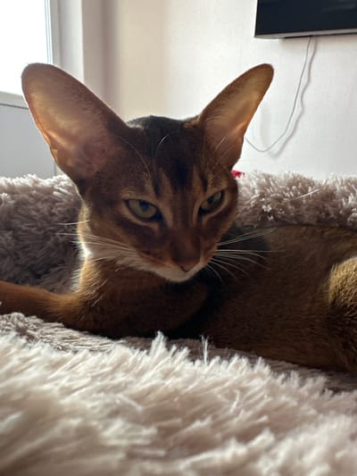 A close-up, low-angle shot features an Abyssinian cat nestled within a fuzzy, beige cat tree. The cat is oriented sideways, with its head tilted, its large ears prominent. Its eyes are a striking green, and its gaze is directed slightly away from the camera, giving it a contemplative or curious expression. The cat's fur is a rich reddish-brown, characteristic of the breed.

The cat tree is made of a plush, shaggy material that provides a soft resting place. In the background, a white wall is visible, and a faint shadow of a wire hangs across it. To the left, a dark, rectangular object, possibly a television or monitor, is partially visible against the wall. The lighting suggests it could be daytime, with light streaming in from an unseen window, casting subtle highlights on the cat's fur and the cat tree. The overall scene evokes a sense of domestic comfort and relaxation, with the cat appearing content and at ease in its environment. There is no visible text in the image.