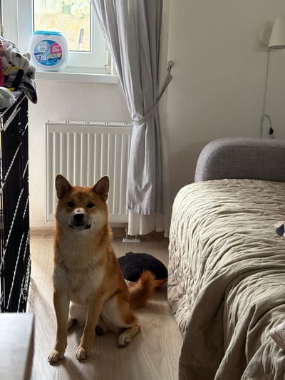 A Shiba Inu dog sits on a light-colored wooden floor in a room. The dog is facing forward, with its ears perked up and its tail curled to its right. Behind the dog, a white radiator is mounted on a textured wall. To the left of the radiator, a window with light-colored curtains is visible. On the windowsill, there is a blue and white plastic container with Japanese text. To the right of the dog, a bed with a quilted beige comforter is partially visible. A grey upholstered headboard is at the top of the bed. A black cushion is on the floor behind the dog, partially covered by its tail. The scene appears to be indoors, possibly a bedroom, in Анкудиновка, Russia.