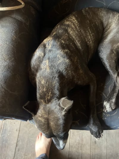 A brindle dog is lying on a dark patterned sofa. The dog's head is down, and its front paws are on the wooden floor. A bare human foot is visible to the left of the dog's head, also on the wooden floor. The environment appears to be indoors, with the wooden floor suggesting a rustic or older building.