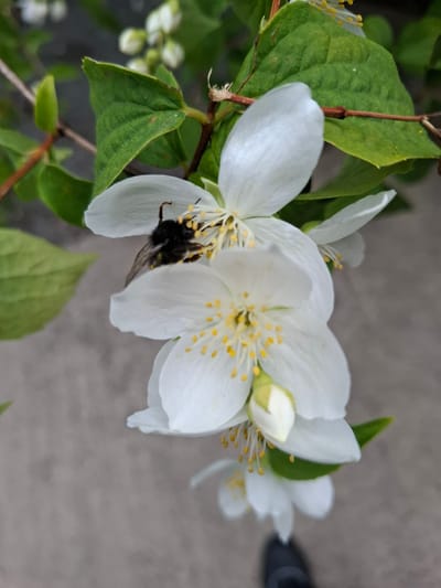 The image shows a close-up view of white jasmine flowers with a bee on one of them. The flowers are in bloom and their petals are delicate and slightly translucent. The bee is black and yellow and appears to be collecting nectar from the flower. The background is blurred and shows a greyish surface, likely a pavement or stone surface. There is also some green foliage visible, suggesting the flowers are growing on a bush or tree. The overall lighting is natural, indicating the photo was taken outdoors during the daytime. The location is stated to be Middleton Tyas, United Kingdom, which is a village in North Yorkshire.