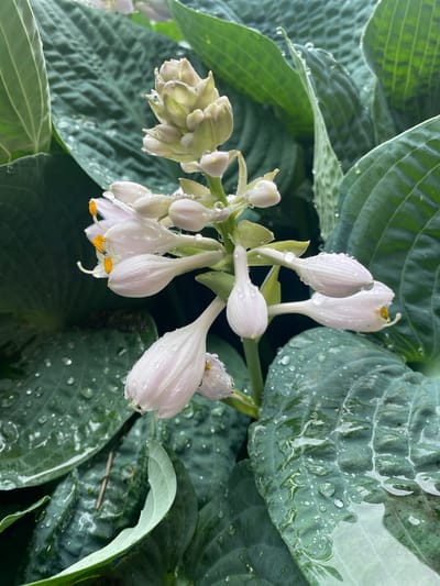 The image shows a close-up view of hosta flowers and leaves, with water droplets scattered across them. The hosta flowers are a pale white with visible yellow stamens on some of the blooms. The leaves are a deep green and appear to be textured, with prominent veins. Water droplets are visible on both the leaves and the petals of the flowers, suggesting it may have recently rained or that the plants have been watered. The composition is dominated by the natural elements of the plants and the water. The background consists of more hosta leaves, creating a lush and green environment. There is no text visible in the image. The overall impression is one of natural beauty and freshness, likely captured outdoors in a garden setting. The location context of Pointe-Claire, Canada, places this scene in a temperate climate.