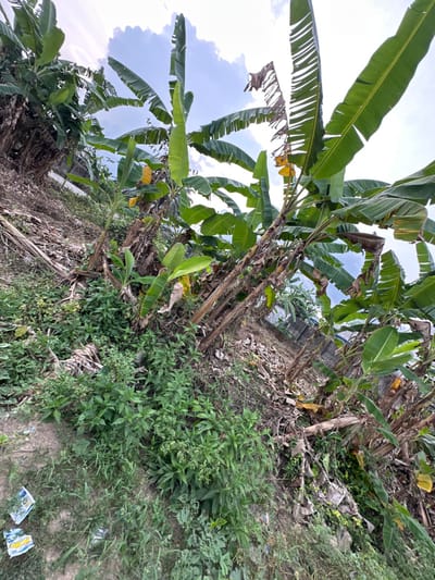 Lush green banana trees reach for the sky, their broad leaves swaying against a partly cloudy backdrop. Brown tree trunks stand amidst dense, smaller vegetation. The ground is a mix of soil, fallen leaves, and abundant greenery. Scattered debris lies on the earth. The scene evokes a tropical landscape, possibly an overgrown garden.