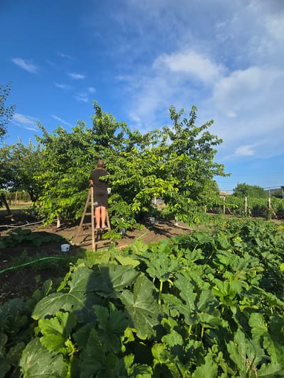In Polsko Padarevo, Bulgaria, under a bright blue sky with wispy white clouds, a person is seen on a wooden ladder harvesting fruit from a large, leafy tree. The person, wearing a black t-shirt and black shorts, is positioned on the ladder, reaching into the branches of the tree. The tree is abundant with green leaves and appears to be a fruit-bearing tree, possibly a cherry tree, with some red fruits visible.
To the right of the tree, a lush garden bed is filled with large, vibrant green leaves, characteristic of a vegetable garden, likely zucchini or squash plants. A green hose snakes along the ground between the plants, indicating irrigation. In the background, more greenery, fencing, and structures suggest a rural or suburban setting. The sunlight indicates it is daytime, likely late morning or afternoon, given the bright illumination and clear sky. A white bucket is visible near the base of the ladder. The overall scene depicts a productive day in a garden, with the person engaged in harvesting fresh produce.