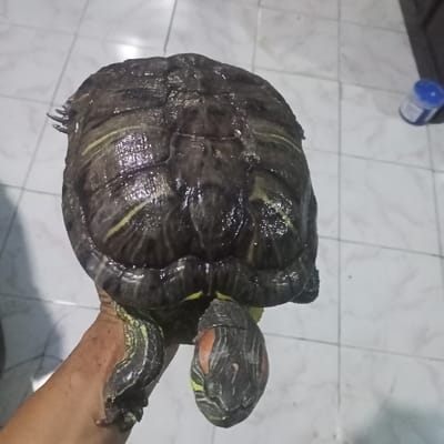 An individual's right hand is depicted holding a red-eared slider turtle in Ketowan, Indonesia. The turtle, viewed from above, displays a dark, slightly glossy carapace with subtle yellow-green markings on its scutes. Its head, partially visible at the bottom of the frame, exhibits characteristic red patches behind the eyes and yellow stripes on a dark background. The turtle's front left limb is also visible, showing dark skin with yellow stripes. The human hand, appearing somewhat soiled, supports the turtle from underneath. The immediate environment consists of a light-colored tiled floor with dark grey grout lines. In the upper right background, a small blue cylindrical container with a white lid is present on the floor.