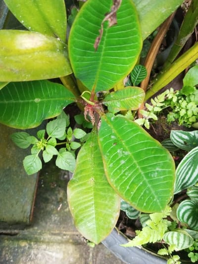 The scene depicts a cluster of various plant species within a potted and ground-level environment in Pandaria, India. Central to the image are several broad, oval-shaped leaves, primarily medium green with pronounced, lighter green or white venation. Some of these leaves exhibit minor brown discoloration or desiccation along their edges and surfaces. Beneath these, a plant with small, light green, oval leaves and tiny white floral structures is visible in the lower-left quadrant. To the right, small, light green fern fronds are present, alongside plants featuring distinctly striped green and white, round leaves. The base of a central plant stem appears reddish-brown and fibrous. A portion of a dark-colored planter pot is visible on the right, containing several plants. On the left, a weathered, dark grey-green container or surface is partially visible. The lower-left portion of the frame shows a textured, grey surface, likely concrete or stone. No human subjects are present. Some leaves show evidence of moisture droplets or residue.