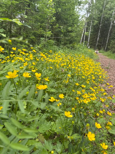 In a densely wooded area in Bakhtiyary, Russia, a pathway made of gravel winds through a vibrant carpet of yellow wildflowers. The flowers are small and numerous, dotting the landscape with their bright petals. The trees in the background are a mix of deciduous and coniferous, their green foliage forming a lush canopy overhead. The sky is overcast, casting a soft, diffused light on the scene. In the distance, a person is visible walking along the pathway, their figure small against the vastness of nature. The overall impression is one of natural beauty and tranquility, a peaceful escape into the Russian wilderness.
