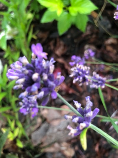 The image shows a close-up, slightly blurred view of lavender flowers in bloom. The flowers are a vibrant purple, with some lighter accents on the petals. They are arranged in clusters along green stems, with some unfurling buds. The background consists of green foliage, dark brown mulch or soil, and some fallen leaves or debris. The overall impression is of a natural, outdoor garden setting. There are no people or animals visible in the image. The image does not provide any specific details about the location in the city of Radomyshl, Ukraine, or any actions or interactions taking place.