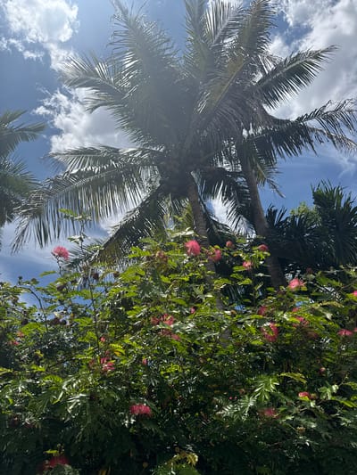 The image depicts a view of trees against a blue sky with scattered clouds. A coconut palm is on the left with visible coconuts attached. The trees on the right are blooming with pink flowers. The photograph appears to be taken from a low angle, looking upwards. The location is likely in Davie, United States of America, based on the request, but there are no identifiable features confirming this location. There are no people visible in the image.