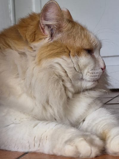 The media file shows a close-up, side view of a ginger and white cat sleeping, curled up on its side. The cat's eyes are closed, and its head is tilted back, revealing its pink nose and white whiskers. The cat's fur is long and fluffy, with patches of ginger and white. The background is a light gray, textured surface, possibly a wall or door, with faint horizontal lines. To the right, a glimpse of a brown, tiled floor is visible. The lighting suggests it is daytime, and the overall mood is peaceful and relaxed, typical of a cat at rest. There is no visible text in the image. The setting is likely indoors, given the smooth wall and tiled floor.