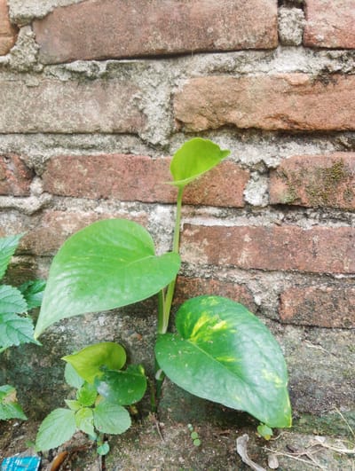 A close-up, eye-level, vertical medium shot shows a brick wall and green plants in Reudeupbluek, Indonesia. The bricks are reddish-brown with gray mortar. To the left of the image, a patch of green leaves is visible. In the center of the image, a plant with large, heart-shaped green leaves with yellow variegation grows up the wall. Smaller green leaves are visible at the base of the plant. The ground at the bottom of the image is covered with dirt, small stones, and debris.