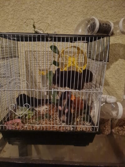 The image shows a hamster cage with multiple hamsters. Two hamsters are visible inside the cage, one dark brown and another with a mix of brown and white. There is also a yellow wheel and some bedding within the cage. To the left of the cage, a clear plastic tube connects to the cage, likely for the hamsters to travel through. The background appears to be a textured wall, possibly in a home or pet store setting. The lighting suggests it might be indoors or nighttime. There is no visible text in the image.