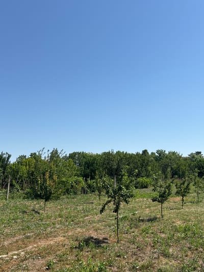 The image captures a bright, clear day in Copanca, Moldova. The foreground consists of a slightly dry, grassy field dotted with small white wildflowers and sparsely planted young trees with thin trunks and leafy canopies. Several of these saplings are visible, spaced out across the field. In the midground, a dense line of mature green trees forms a natural barrier, with some of them appearing to be part of an orchard or a cultivated area, indicated by thin vertical poles or stakes. The background is dominated by a vast, cloudless blue sky. The overall impression is that of a rural or semi-rural agricultural landscape.