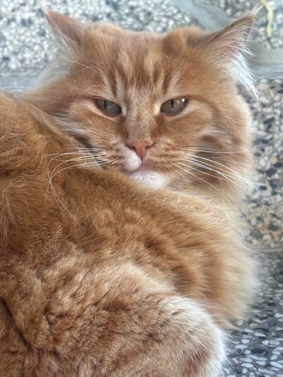 This is a close-up, horizontal, eye-level shot of a fluffy ginger cat lying on a patterned surface that appears to be made of stone or concrete. The cat is predominantly in focus, with its fur appearing soft and slightly disheveled. The cat's head is tilted towards the viewer, with its eyes open and looking slightly to the left of the camera. Its ears are pointed upwards and slightly to the side, and its whiskers are prominent, extending outwards from its muzzle. The cat's nose is a pale pink color. The lighting suggests it is daytime, possibly indoors or in a shaded outdoor area, as there are no strong shadows. The overall mood conveyed is one of relaxation and calm, as the cat appears to be lounging. The background, though out of focus, shows a speckled pattern in shades of gray and white, consistent with a stone or concrete floor. No text is visible in the image. The location context provided is Vaklino, Bulgaria, but this information is not visually discernible from the image itself.
