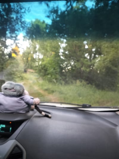 The image shows a view from inside a vehicle, looking out through the windshield. A stuffed toy, possibly a Yoda figure, is positioned on the dashboard. The toy is gray and has large ears. It appears to be wearing a purple outfit. The toy is positioned with its back to the viewer. The vehicle is on a dirt road, with trees and foliage visible on either side of the road. The sky is visible through the trees, and it appears to be daytime. The overall scene suggests a leisurely drive through a wooded area. The specific location in the city of Ziuzino, Russia, is not evident from the image itself.