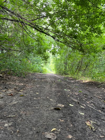 The image depicts a low-angle view of a dirt path in a wooded area. The path is dark and appears damp, with scattered fallen leaves and debris on its surface. Overhanging branches and dense green foliage from trees create a canopy over the path, obscuring some of the sky. The path recedes into the distance, where it appears to open up to a brighter, less wooded area. The overall impression is one of a natural, somewhat unkempt outdoor trail. The image does not contain any people or specific landmarks that would allow for definitive identification of its location within the city of Nagornyi (Sitnikovskii S/S), Russia.