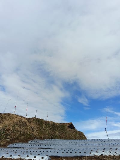 A field covered with rows of white plastic sheeting punctuated by holes stretches towards a grassy knoll. The hillside is dotted with tall, thin poles bearing small flags. A roof partially visible behind the hill suggests a dwelling. Above, the sky transitions from a dense expanse of white clouds to patches of clear blue. The scene evokes a sense of rural cultivation under a dynamic sky.
