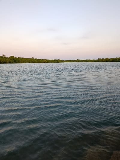 The image displays a serene estuarine or coastal environment in Vanga, Kenya, under the ambient light of either dawn or dusk. The majority of the frame is occupied by a body of water, characterized by subtle, horizontal ripples that create variations in light and shadow across its surface. The water exhibits a gradient of color, transitioning from a lighter blue-gray in the mid-distance to a darker, almost opaque, tone in the immediate foreground. A small, indistinct patch of sandy or muddy shoreline is visible in the lower right corner. Directly across the horizon, a dense, continuous band of vibrant green foliage, indicative of a mangrove forest, extends horizontally, separating the water from the sky. The sky above is clear, presenting a soft color gradient from a pale, light blue at the top to a faint pinkish-orange hue just above the distant treeline. No human figures, vessels, or artificial structures are present, depicting an untouched natural landscape.