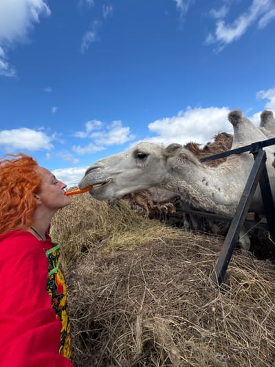 In Tri Ozera, Russia, a woman with bright red, curly hair, wearing a red garment over a colorful floral patterned dress, is feeding a camel a carrot. She holds the carrot with her lips to the camel's mouth. The camel, with a light-colored coat, is partially visible, with another camel behind it. They are in an outdoor enclosure filled with hay. The sky above is blue with white, fluffy clouds. The scene appears to be a farm or zoo.