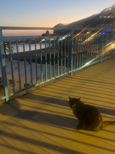 A black cat is on a wooden boardwalk alongside a blue metal railing, overlooking the city of Puerto Rico, Spain. The city lights are visible in the background, with a mountain and the sky. The time of day appears to be dusk or dawn.