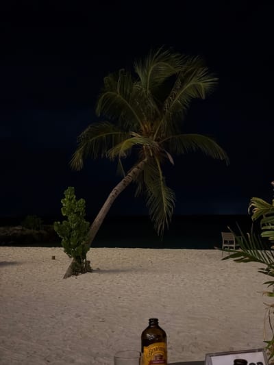 The image shows a palm tree growing at a slight angle on a beach, likely in Maafushi, Maldives, based on the tropical vegetation and beach setting. It's night, and the sky is dark. To the right of the tree is a section of light-colored beach. A bottle of Bundaberg Rum is on the beach near a clear glass, with a menu or sign partially visible in the background. Another plant hangs above the beach in the top right corner.