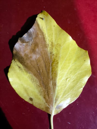 The media file is a close-up, top-down shot of a single leaf, lying on a deep red, textured surface. The leaf is roughly oval-shaped with a serrated edge. It exhibits a gradient of color, transitioning from a deep brown on the left side to a bright yellow on the right. Veins are clearly visible throughout the leaf, with the central vein being the most prominent. The brown section appears dry and slightly damaged, possibly indicating decay or disease. The yellow section is vibrant and seems to be in better condition. A thin stem extends from the bottom of the leaf. Tiny specks, possibly dust or water droplets, are scattered on the leaf and the red surface. The lighting creates a distinct shadow of the leaf on the surface, suggesting a light source from the top left. There is no visible text in the image. The setting appears to be indoors, given the consistent lighting and the uniformity of the red surface. No people are visible.