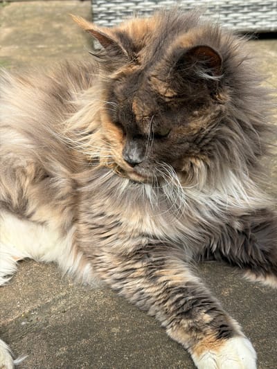 A fluffy tortoiseshell cat with long, grey, brown, and orange fur lies on a textured concrete surface. The cat is facing down and to the right, with its head resting on its paws. Its green eyes are partially visible. The cat's fur is dense and shaggy, particularly around its face and neck. White whiskers fan out from its muzzle. The concrete surface appears weathered and slightly uneven, with some small debris scattered on it. In the background, a blurred-out object, possibly a brick wall or a piece of furniture, is visible. The scene suggests an outdoor setting, likely in a garden or patio area. The location is Kenningtons, United Kingdom.