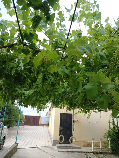 The image depicts a vine-covered pergola in Novaya Kosa, Russia, with unripe green grapes hanging from the branches. The pergola is situated in a courtyard, adjacent to a building with a light-colored facade. In front of the building, a dark door is visible, with a pair of gymnastic rings hanging from the pergola above it. The courtyard is paved with decorative tiles. To the left of the courtyard, a white car is partially visible. The background shows a brown wooden gate and a fence, with trees and a utility pole behind them. The sky is overcast.