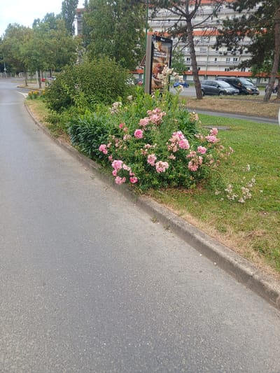 This is a vertical, medium shot of a street scene with a focus on pink flowers and a sidewalk. The foreground is dominated by a paved road and a sidewalk with a curb. To the left of the sidewalk is a patch of green grass with some dry, brown patches. A dense bush with abundant pink flowers, likely roses, is in the center left of the frame, spilling onto the sidewalk and grass. Beyond the flowers, there is more green foliage and trees.
In the background, there is a tall, multi-story building with a light-colored facade and numerous windows. To the left of the building, a tall tree with dark bark and green leaves partially obscures the structure. Several cars are parked along the street or in front of the building. One car, a dark SUV, is visible directly behind the pink flowering bush. Further down the street, more trees line the area, and a billboard advertising food is partially visible.
The lighting suggests it is daytime, likely late morning or early afternoon, with bright sunlight casting shadows. The weather appears to be pleasant and warm, suitable for outdoor activities. The scene is a typical urban or suburban environment, possibly in a residential or commercial area. There is no discernible activity or event taking place; it appears to be a still moment.
Visible text is present on the billboard. Though partially obscured, "LE FRENCH TOUT" and "DES SURGESTIONS GOURMANDE" are legible. The location context provided is Charleville-Mézières, France.