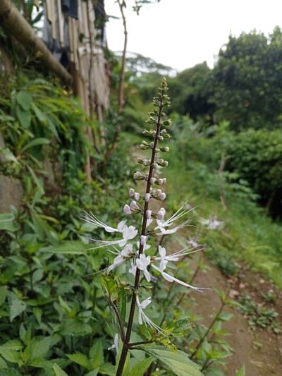 This image, taken in Weintiapa, Liberia, presents an outdoor scene dominated by natural vegetation. In the central foreground, a single *Orthosiphon aristatus* (cat's whiskers) plant stands vertically, its dark stem adorned with several open white flowers featuring prominent, long white and purple-tipped stamens extending outwards. Above these blooms, the stem terminates in a spike of numerous tightly clustered, light green and pale purple unopened buds.

The immediate surroundings and midground are filled with dense, various shades of green foliage and undergrowth. To the left, a rustic, partial structure is visible, composed of vertical elements, possibly bamboo or thin wooden poles, with dark fabric or clothing draped over them, and a thick horizontal wooden beam. To the right, an unpaved, uneven dirt path or trail recedes into the background. The background itself is characterized by a thick expanse of green trees and dense vegetation, suggesting a wild or forested area, beneath an overcast, light grey sky. No individuals or animals are present in the frame.