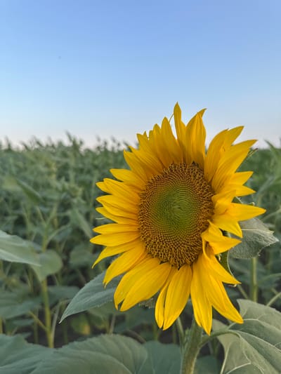 A close-up shot features a single, bright yellow sunflower dominating the foreground, its face angled slightly to the right. The sunflower's center is a mosaic of small, tightly packed seeds, transitioning from a pale green to a yellowish-brown hue. Its vibrant yellow petals radiate outwards, some sharply pointed, others gently curved, with subtle variations in tone and texture. In the background, a vast field of green foliage stretches towards the horizon, blurred by a shallow depth of field, creating a soft, hazy effect. Above the field, a clear, pale blue sky extends upwards, with a faint speck, possibly a distant bird or insect, visible in the upper left quadrant. The scene appears to be set in the countryside, likely a sunflower field, during daylight. The image was captured in or around Slivo Pole, Bulgaria, a region known for its agricultural landscape and sunflower cultivation, especially during the summer months.