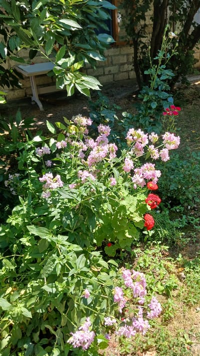 In the city of Yalama, Azerbaijan, an outdoor scene captures a garden with dense greenery and flowers under bright sunlight. A light-colored table with a light gray top and white legs stands in the background, partly obscured by large, dark green leaves. Behind the table, a brick wall with a wooden-framed window is visible. The foreground is dominated by clusters of pink flowers with multiple delicate petals, interspersed with vibrant green foliage. To the right of the pink flowers, a few bright red flowers are present, and further back, a single stem with red flowers and a pale pink rose is visible against a backdrop of trees and more greenery. The ground is covered in a mix of grass and dry leaves, suggesting a natural, somewhat unmanicured setting. The lighting indicates it is daytime, with shadows cast by the plants and objects.