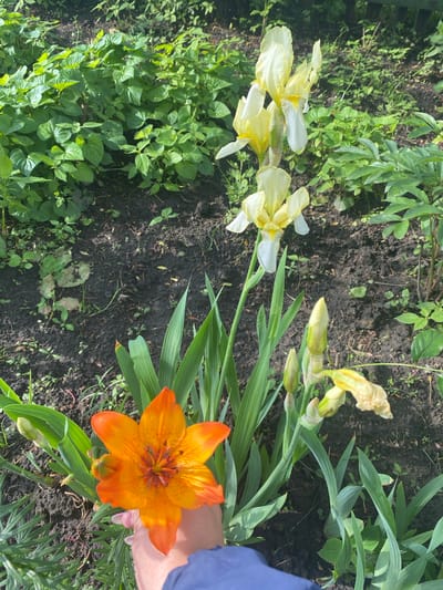 The image displays an outdoor garden scene in Ihnatpil, Ukraine. A human hand, positioned in the lower-left, holds an open orange lily featuring prominent dark spots on its petals. The hand shows light-colored nail polish, and a blue garment sleeve is partially visible. Multiple yellow and white irises are visible on tall green stems; one stalk displays three open flowers, while another exhibits several closed buds and a wilting yellow bloom. The ground consists of dark soil with scattered small green plants and general foliage, with denser patches of green leafy plants in the background, particularly towards the upper-left and upper-right sections.