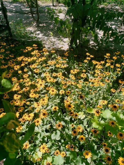 The image depicts a vibrant patch of yellow flowers, likely Rudbeckia or Black-Eyed Susans, in bloom. They are densely clustered, with their dark centers and ray petals clearly visible. The flowers are bathed in sunlight, casting shadows from the surrounding foliage. In the background, there are trees with dappled shade on the ground, suggesting an outdoor setting. The presence of a wrought-iron fence and a pathway hints at a garden or park area. There are no people or animals visible in the image. The scene is natural and serene, evoking a sense of summer bloom. This imagery could be found in a garden in Karabair, Uzbekistan, where such flora thrives in the local climate.