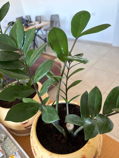 In an indoor environment, two potted ZZ plants are prominently displayed on a wooden surface. The plant in the foreground is in a decorative yellow pot with red and pink floral patterns. Its dark green, waxy leaves are clustered on upright stems. One stem in the foreground has been cut, revealing a white, fibrous interior. Behind this, another ZZ plant is visible in a similar yellow pot adorned with purple stripes.
The background reveals elements of an office or meeting space. A table with chairs and electronic equipment, possibly computers, is visible. The walls are white, and the flooring appears to be tiled in a light color. The lighting suggests an indoor setting with natural light, as evidenced by the shadows. The overall scene depicts a well-lit interior space, likely an office in Sderot, Israel, with the focus on the two house plants.