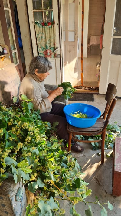 An elderly woman is sitting in a chair outdoors, surrounded by a large pile of green branches with small yellow flowers. She is wearing a light brown sweater and dark pants. Her hands are clasped in her lap. In front of her, on the chair, is a bright blue bowl filled with some of the flowers. A wooden chair is placed behind her. The scene appears to be a backyard or patio area, with a concrete ground and a white door with glass panes in the background. Sunlight casts shadows on the ground, suggesting it is daytime. The woman's posture and the abundance of gathered branches indicate she may be engaged in harvesting flowers or herbs. The overall impression is one of a peaceful, rural activity. There is no visible text in the image.