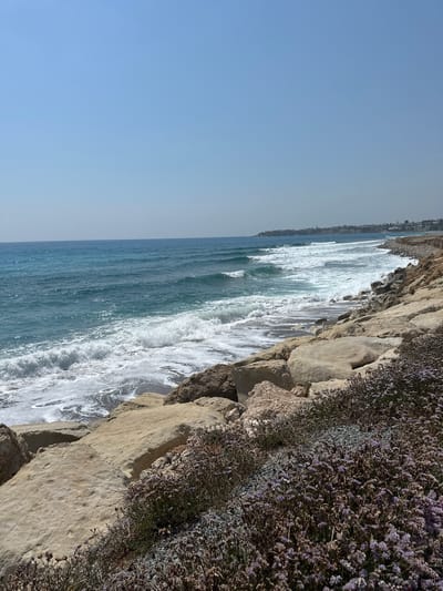 A long shot captures a Mediterranean coastline in Kissonerga Community, Cyprus, under a clear, pale blue sky. The foreground features a rocky embankment dotted with low-lying plants bearing small, pale purple flowers. These rocks transition into larger, beige-colored boulders as they meet the water's edge. The sea is a vibrant turquoise, with white-capped waves breaking against the shore, creating a foamy, white surf. Beyond the immediate coastline, the water stretches to the horizon, with a faint hazy line of distant landmass visible on the left, suggesting a settlement or town along the coast. The overall scene is one of natural coastal beauty, bathed in bright daylight. There are no people or animals visible in the image.