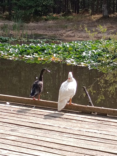 In Évreux, France, two ducks are perched on a wooden dock next to a body of water covered in lily pads. A dark-colored duck stands on the left, facing right, while a white duck stands on the right, facing left. The background consists of trees and foliage.