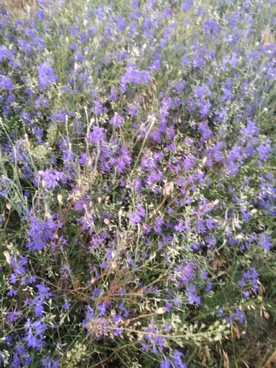 The media file shows a close-up, slightly blurry view of a field of small, purple flowers. The flowers have delicate petals and are clustered together on thin, green stems. Some of the stems are dry and brown, suggesting a natural, uncultivated setting. The overall impression is one of abundant, wild growth. The image appears to be taken outdoors, likely during daylight hours, as indicated by the natural lighting. The background is a soft blur of green and brown, further emphasizing the flowers as the main subject. There are no people or identifiable objects in the frame, just the natural scene of the flowering field. The location context suggests this is a natural landscape in Ananiv, Ukraine. The image evokes a sense of natural beauty and the quiet serenity of a countryside setting. There is no visible text in the image.