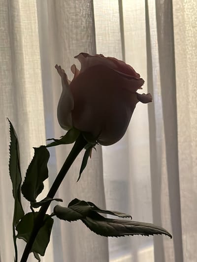The image displays a single, dark-hued rose with prominent leaves and a stem, positioned diagonally across the frame. The rose's petals appear to be closed or partially open, with a shadowed, almost silhouetted appearance against a backdrop of horizontal, translucent blinds. The lighting suggests an indoor setting, possibly near a window, with the blinds filtering the light. The overall mood is somewhat dramatic and somber due to the dark tones of the rose and the diffused light. There is no visible text in the image. The location context of Tashtagol, Russia, does not provide specific visual cues within the image itself, but it situates the image geographically. The time of day is indeterminate from the image, but the lighting suggests it could be morning or evening, or an overcast day.