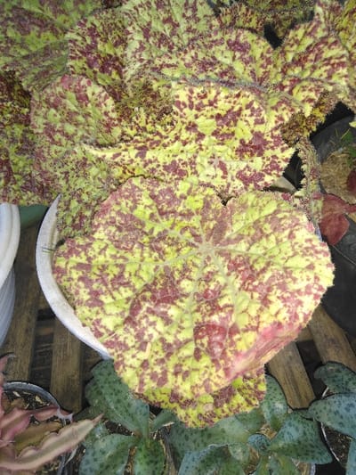 This image depicts a close-up of variegated foliage from a potted plant, identified as being located in Kladno, Czechia. The central subject is a plant displaying large, textured leaves that exhibit a prominent light green to yellowish-green base color mottled with irregular, dense patches of deep red or burgundy, creating a speckled pattern. The leaves possess a slightly rugose surface and appear to have fine, light-colored hairs, particularly along the veins and margins. The primary plant is contained within a round, light-colored (possibly white or pale grey) plastic pot, positioned on a surface made of parallel wooden slats. Surrounding the main plant, partially visible in the background and foreground, are additional smaller potted plants. To the immediate right and below the central plant, several smaller dark-potted plants with elongated, dark green leaves featuring darker spots are present. To the far left foreground, another small plant with reddish-brown, possibly serrated or undulating leaves is visible in a dark pot. The scene is evenly lit, indicating either indoor conditions or a shaded outdoor environment. No people, specific actions, or direct interactions are depicted.
