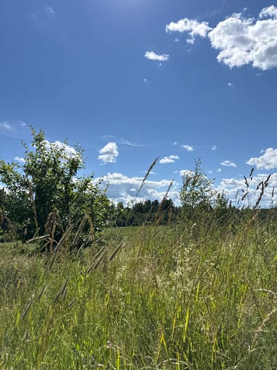 This is a vertical, eye-level shot of a meadow and sky on a sunny day. The scene is dominated by a clear blue sky with fluffy white clouds. In the foreground, tall grass and wildflowers are swaying gently, with some seed heads visible. To the left, a small tree with green leaves stands against the sky, and further back, a dense line of trees forms the edge of the meadow. The sun is bright, casting sunlight on the grass and creating highlights. The weather appears to be warm and pleasant, suggesting a summer day. The location is identified as Sholokhovo, Russia, which fits the rural, natural setting. No people, objects, or text are visible in the image. The overall mood is peaceful and serene, capturing the beauty of a natural landscape.