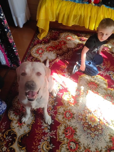 A light-colored Labrador retriever sits on a red floral rug, looking directly at the camera with its mouth open. To the right of the dog, a young boy in a black t-shirt and dark pants kneels on the same rug, his gaze directed away from the camera. The scene appears to be indoors, possibly in a room with wooden walls and sunlight streaming in, casting shadows across the rug. A yellow fabric, possibly a bedspread, is visible in the upper portion of the image. The overall setting suggests a domestic environment within Прожектор-1 Снт, Russia.