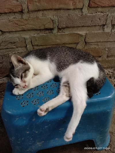 A domestic cat is sleeping on a blue plastic stool in front of a brick wall. The cat is predominantly white with gray tabby markings on its back and head. Its eyes are closed, and its body is curled up. The brick wall behind the cat is made of weathered, reddish-brown bricks with visible mortar. The stool has a perforated top with a star-like pattern. The ground beneath the stool appears to be dirt or sand. A date and time stamp, "2026.07.07 11:09", is visible in the bottom right corner of the image. The scene is likely outdoors, given the natural light and the presence of brick and dirt. The overall impression is one of a relaxed and comfortable animal in a simple, somewhat rustic environment. The location, Gampong Teungoh, Indonesia, suggests a tropical or subtropical climate, which might explain the cat's resting posture.